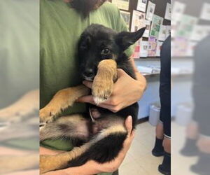 German Shepherd Dog Dogs for adoption in Stockton, CA, USA
