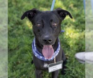 Labrador Retriever-Unknown Mix Dogs for adoption in San Diego, CA, USA