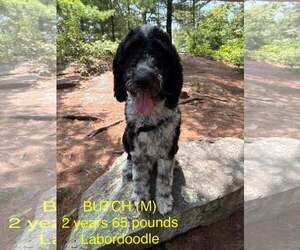 Labradoodle Dogs for adoption in pomfret, CT, USA
