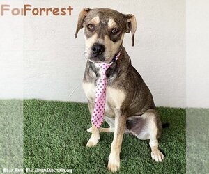 Bulldog-Labrador Retriever Mix Dogs for adoption in San Diego, CA, USA