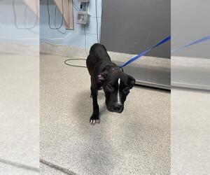 American Staffordshire Terrier-Labrador Retriever Mix Dogs for adoption in Tallahassee, FL, USA