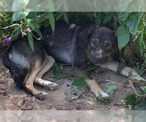 German Shepherd Dog-Unknown Mix Dogs for adoption in Sistersville, WV, USA