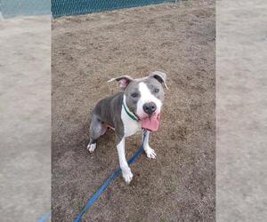 American Pit Bull Terrier Dogs for adoption in Springfield, MA, USA