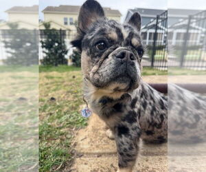 French Bulldog-Unknown Mix Dogs for adoption in Raleigh, NC, USA