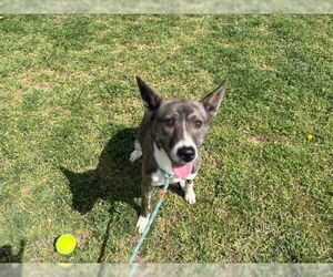 American Pit Bull Terrier-Unknown Mix Dogs for adoption in Tulsa, OK, USA