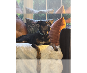 Mountain Cur-Unknown Mix Dogs for adoption in Springdale, PA, USA