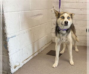 German Shepherd Dog-Siberian Husky Mix Dogs for adoption in San Bernardino, CA, USA