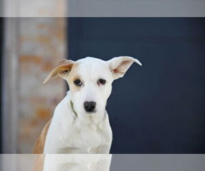 Collie-Unknown Mix Dogs for adoption in Sandy, UT, USA