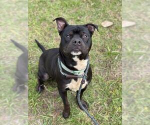American Staffordshire Terrier Dogs for adoption in Fort Lauderdale, FL, USA