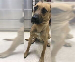 Staffordshire Bull Terrier-Unknown Mix Dogs for adoption in Riverside, CA, USA
