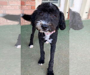 Bernedoodle Dogs for adoption in Grafton, WI, USA