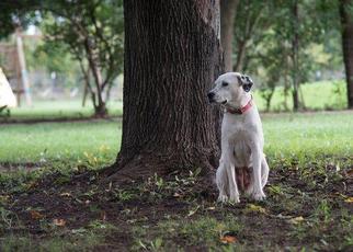 Labrador Retriever-Unknown Mix Dogs for adoption in belgium, WI, USA
