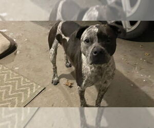 American Staffordshire Terrier-Unknown Mix Dogs for adoption in Lee's Summit, MO, USA