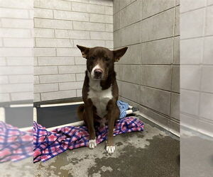 Australian Kelpie-Unknown Mix Dogs for adoption in Stockton, CA, USA