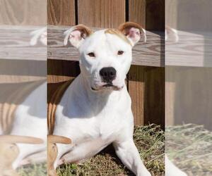 Bulloxer Dogs for adoption in Abbeville, LA, USA