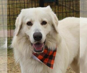 Great Pyrenees-Unknown Mix Dogs for adoption in San Antonio, TX, USA