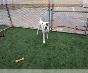 Bulloxer Dogs for adoption in Rockwall, TX, USA