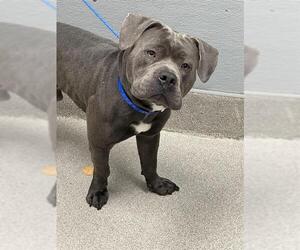 American Bulldog-Unknown Mix Dogs for adoption in Las Vegas, NV, USA