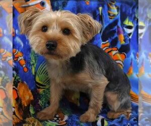 Mutt Dogs for adoption in Minneapolis, MN, USA