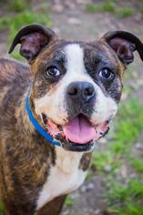 Boxer Dogs for adoption in Columbus, GA, USA