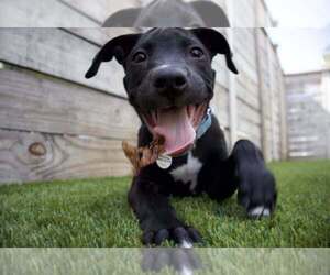 Mutt Dogs for adoption in Candler, NC, USA