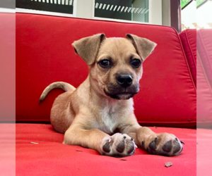 Mutt Dogs for adoption in Davis, CA, USA