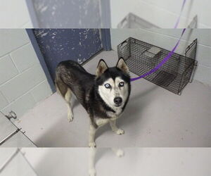 Siberian Husky Dogs for adoption in Augusta, GA, USA