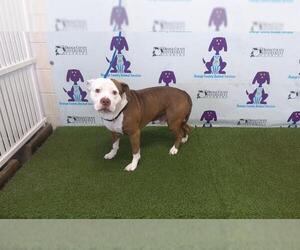 American Pit Bull Terrier Dogs for adoption in Orlando, FL, USA
