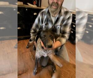 Mutt Dogs for adoption in Louisville, KY, USA
