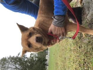Chihuahua-Unknown Mix Dogs for adoption in Bostic, NC, USA