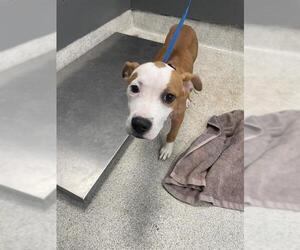 American Staffordshire Terrier-Unknown Mix Dogs for adoption in Tallahassee, FL, USA