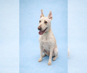Labrador Retriever-Unknown Mix Dogs for adoption in Westminster, MD, USA