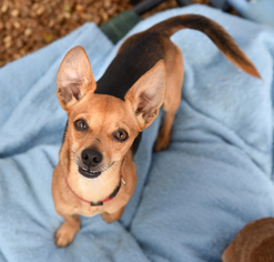 Chiweenie Dogs for adoption in Chattanooga, TN, USA