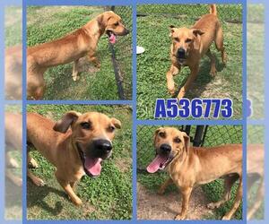 Redbone Coonhound Dogs for adoption in San Antonio, TX, USA