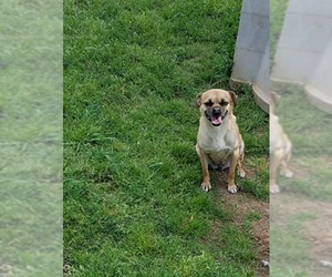 Pug Dogs for adoption in Carrollton, TX, USA