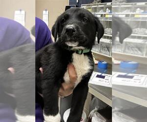 Labrador Retriever-Unknown Mix Dogs for adoption in Conroe, TX, USA