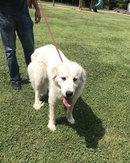 Great Pyrenees Dogs for adoption in Albemarle, NC, USA