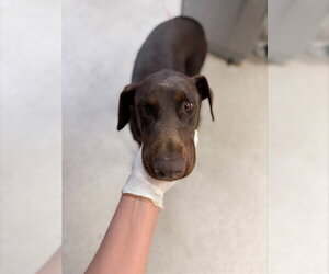 Doberman Pinscher Dogs for adoption in Riverside, CA, USA