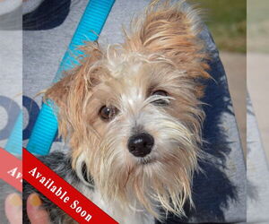 Mutt Dogs for adoption in Huntley, IL, USA