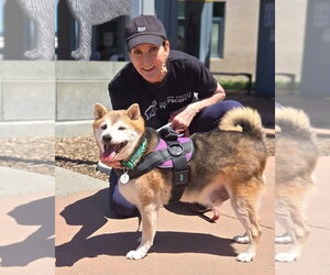 Shiba Inu Dogs for adoption in San Jose, CA, USA