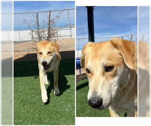 Labrador Retriever-Unknown Mix Dogs for adoption in HESPERIA, CA, USA