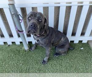 Mutt Dogs for adoption in Modesto, CA, USA