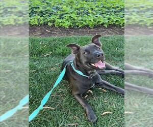 Siberian Husky-Unknown Mix Dogs for adoption in Santa Barbara, CA, USA