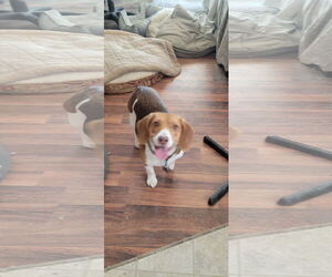Beagle Dogs for adoption in Las Vegas, NV, USA