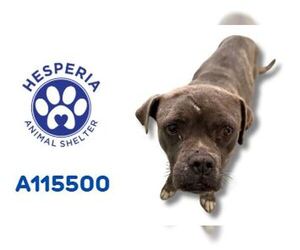 American Pit Bull Terrier-Unknown Mix Dogs for adoption in HESPERIA, CA, USA