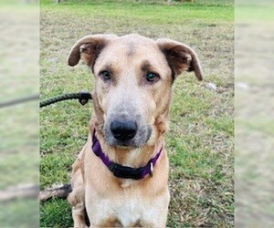 Anatolian Shepherd-Unknown Mix Dogs for adoption in Frisco, CO, USA