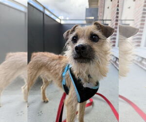 Mutt Dogs for adoption in Salt Lake City, UT, USA