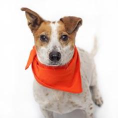 Jack Russell Terrier Dogs for adoption in Mission Hills, CA, USA