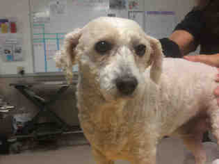 Poodle (Miniature)-Unknown Mix Dogs for adoption in Santa Maria, CA, USA