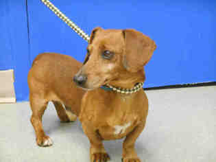 Dachshund Dogs for adoption in Pueblo, CO, USA